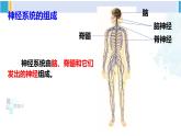 北师大版七年级生物下册第12章 人体的自我调节第1课时 神经系统（课件）