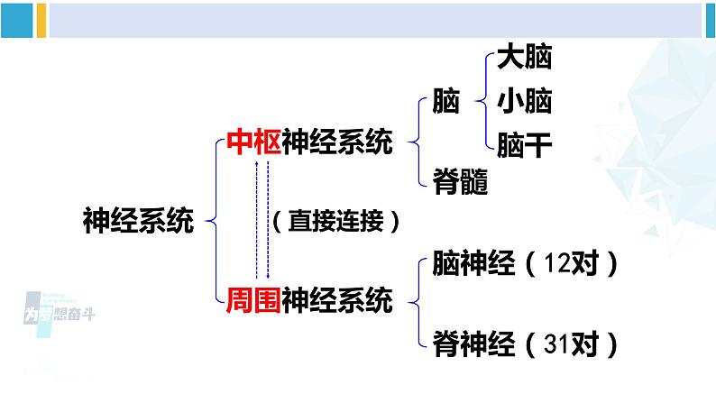 北师大版七年级生物下册第12章 人体的自我调节第1课时 神经系统（课件）第6页