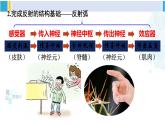 北师大版七年级生物下册第12章 人体的自我调节第2课时 神经调节（课件）