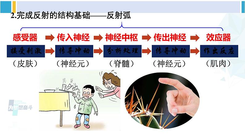 北师大版七年级生物下册第12章 人体的自我调节第2课时 神经调节（课件）04