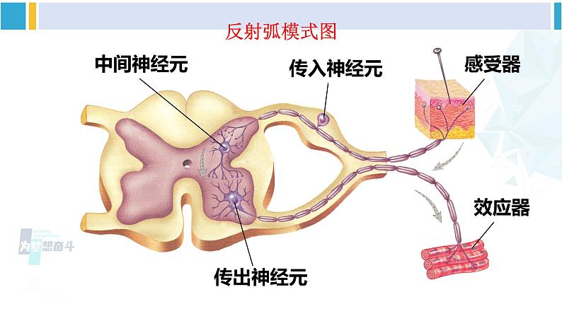 北师大版七年级生物下册第12章 人体的自我调节第2课时 神经调节（课件）05