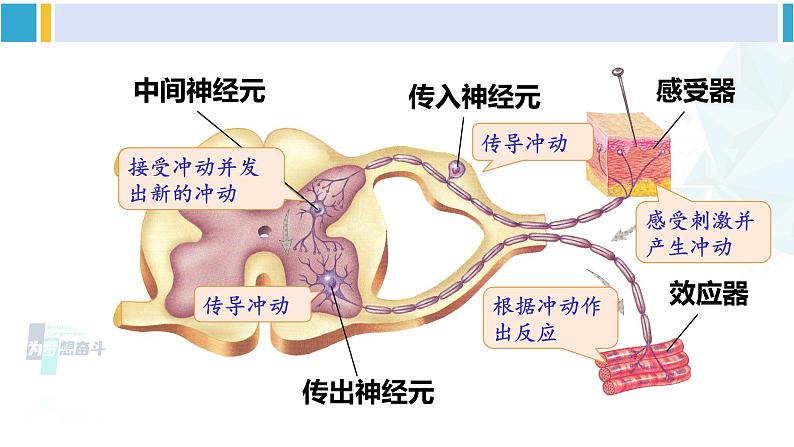 北师大版七年级生物下册第12章 人体的自我调节第2课时 神经调节（课件）06