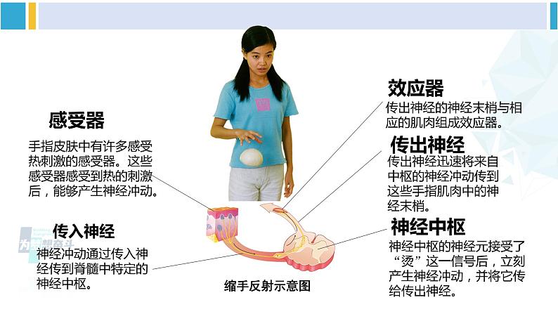 北师大版七年级生物下册第12章 人体的自我调节第2课时 神经调节（课件）07