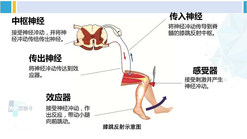 北师大版七年级生物下册第12章 人体的自我调节第2课时 神经调节（课件）08