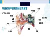 北师大版七年级生物下册第12章 人体的自我调节第2课时 耳与听觉及其他感觉（课件）