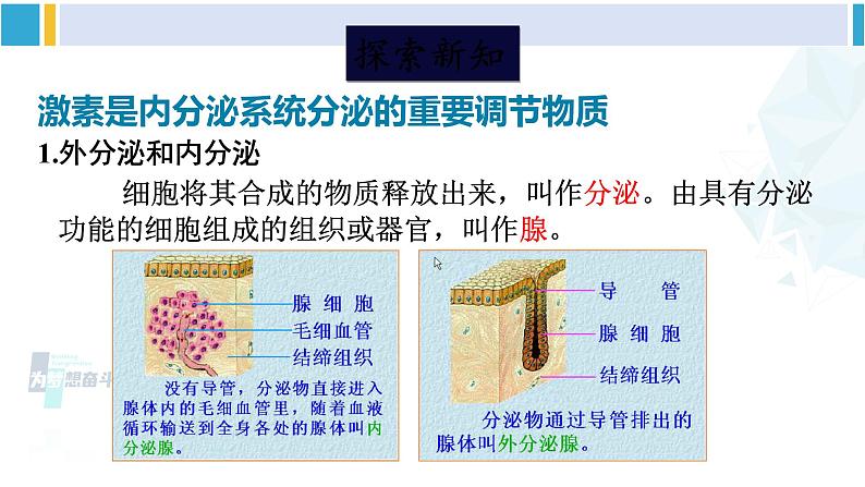 北师大版七年级生物下册第12章 人体的自我调节第3节 激素调节（课件）第3页