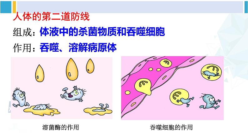 北师大版七年级生物下册 第13章 健康地生活第3节 人体免疫（课件）第6页