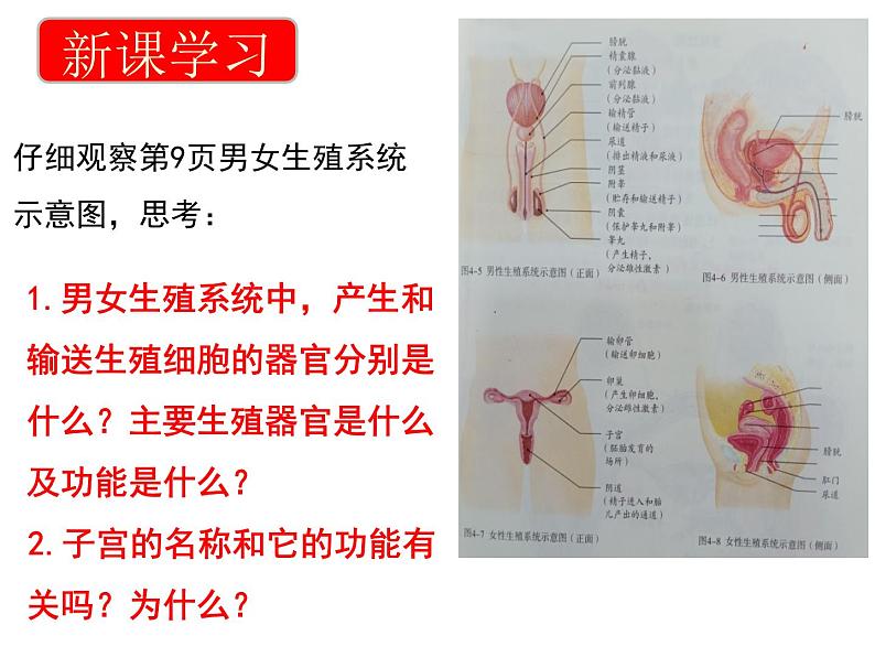 4.1.2++人的生殖++课件-2023-2024学年人教版生物七年级下册第5页