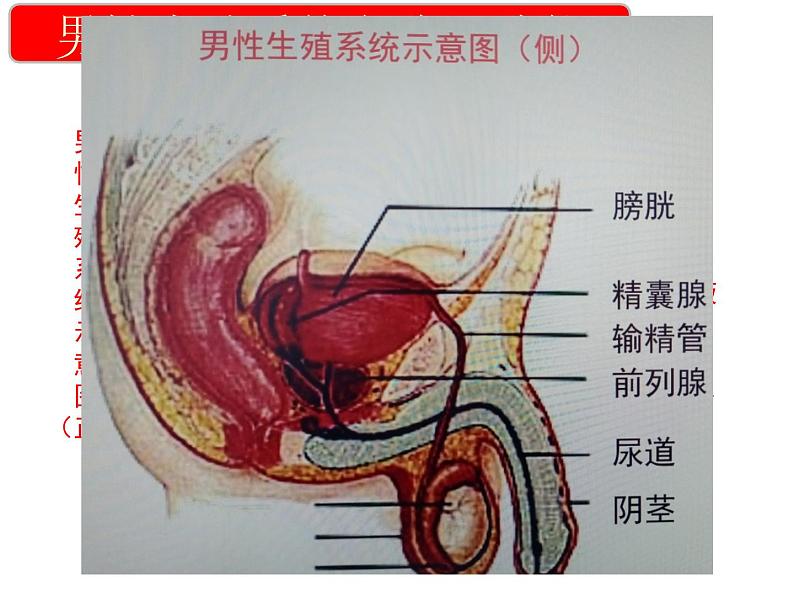 4.1.2++人的生殖++课件-2023-2024学年人教版生物七年级下册第6页