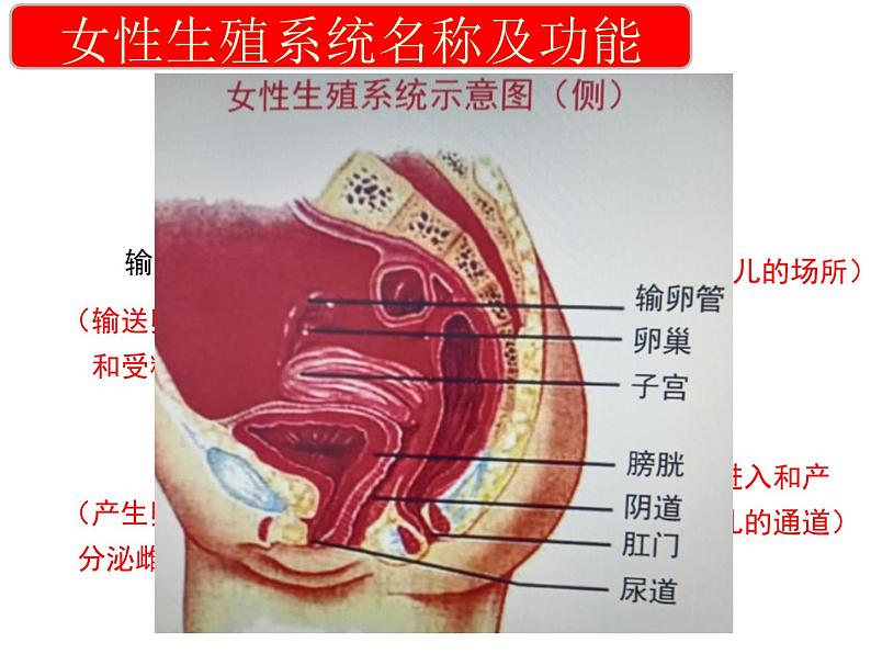 4.1.2++人的生殖++课件-2023-2024学年人教版生物七年级下册第7页