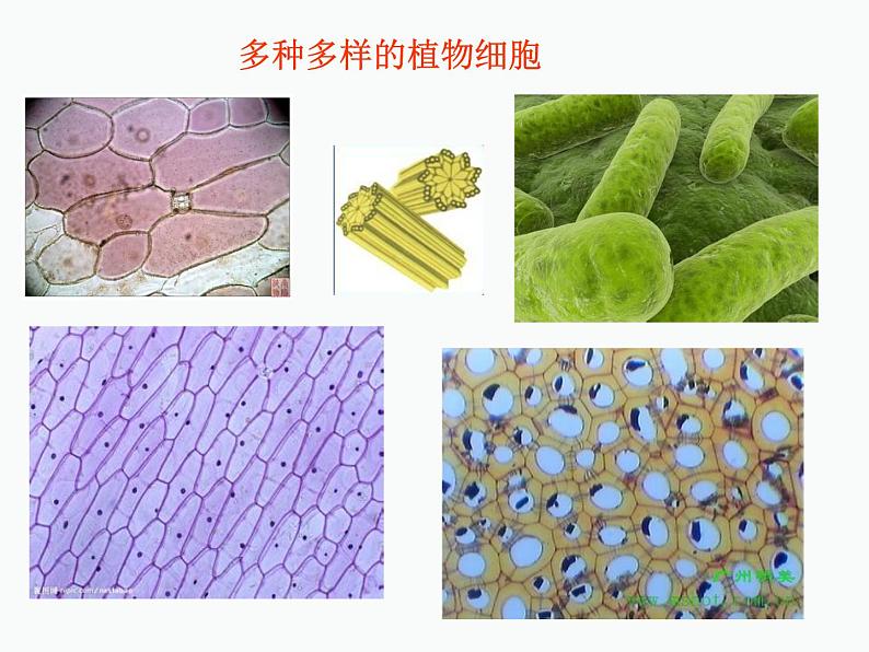 1.2.1++细胞的结构和功能++课件-2023-2024学年济南版生物七年级上册06