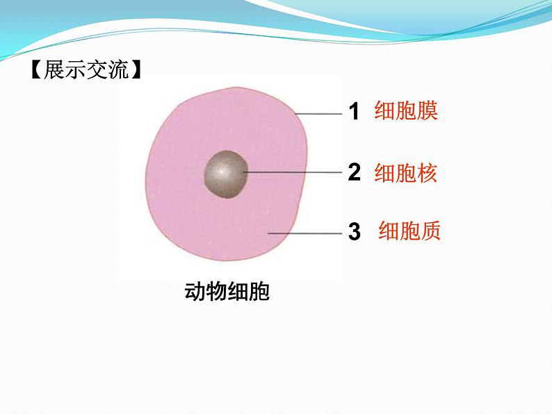 1.2.1++细胞的结构和功能++课件-2023-2024学年济南版生物七年级上册08