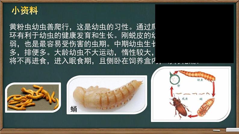 冀教版生物七年级上册 第一章 第四节 《学习探究》(1)课件第7页