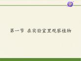 冀教版生物七年级上册 第三章 第一节  在实验室里观察植物(1)课件