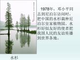 冀教版生物七年级上册 第三章 第七节 我国的珍稀植物_课件