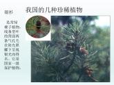 冀教版生物七年级上册 第三章 第七节 我国的珍稀植物_课件