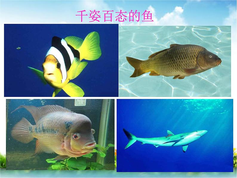 冀教版生物七年级上册 第四章 第六节 鱼类(1)课件第2页