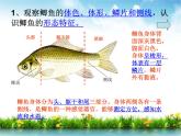冀教版生物七年级上册 第四章 第六节 鱼类(1)课件
