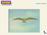 冀教版生物七年级上册 第四章 第八节 鸟类课件