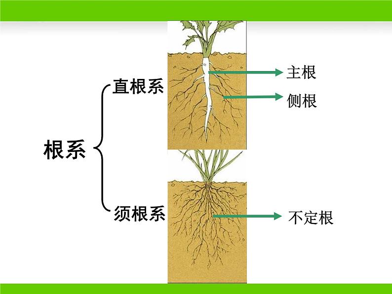 冀少版生物七年级上册 第三章 第一节 在实验室里观察植物课件第4页