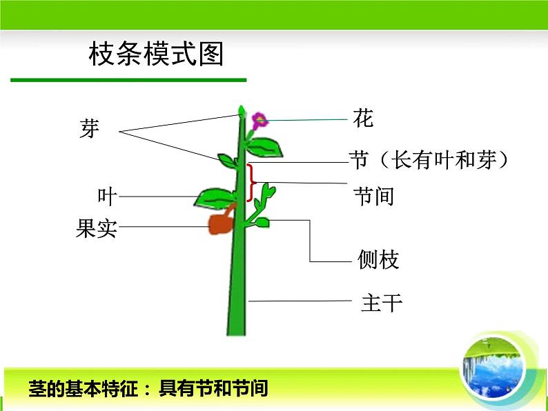 冀少版生物七年级上册 第三章 第一节 在实验室里观察植物课件第6页