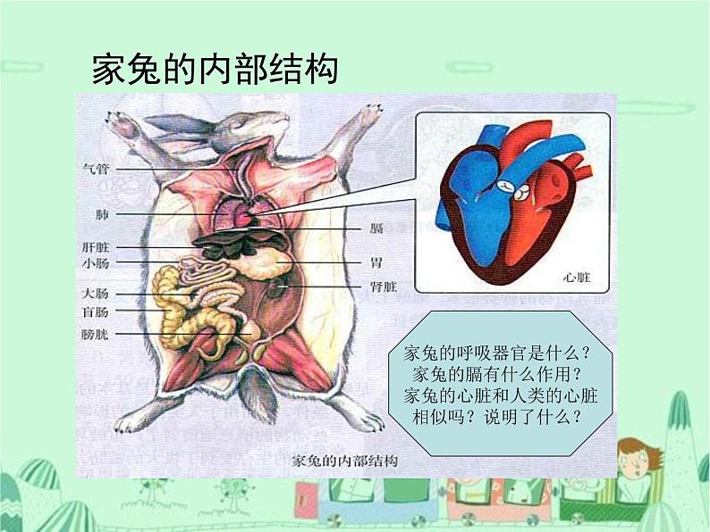 冀少版生物七年级上册 第四章 第九节 哺乳类课件第8页