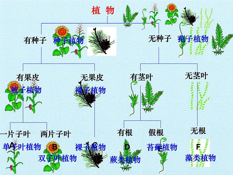 冀少版生物七年级上册 第一单元第五章 生物的分类和鉴别 复习课件第8页