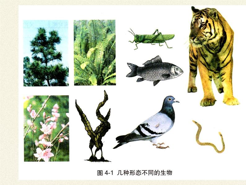 冀少版生物七年级上册 第五章 第一节  尝试对生物进行分类课件04