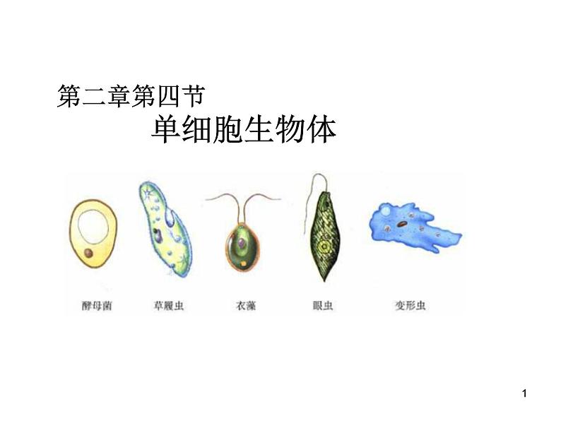 冀少版生物七年级上册 第二章 第四节 单细胞生物体课件01