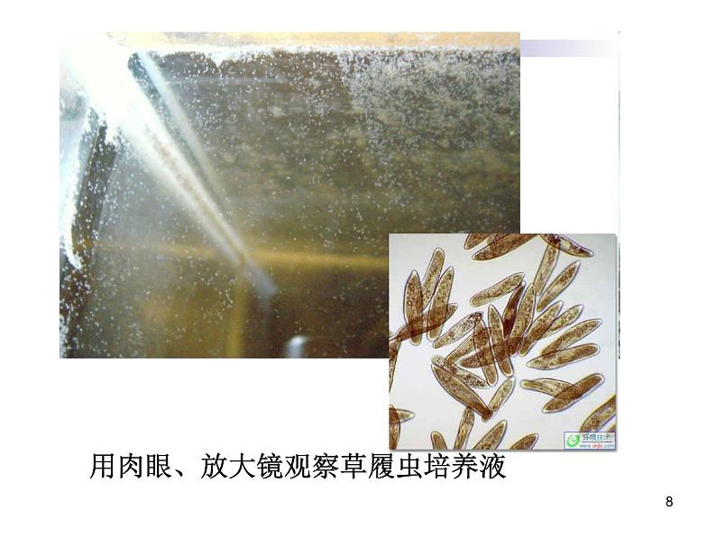 冀少版生物七年级上册 第二章 第四节 单细胞生物体课件08