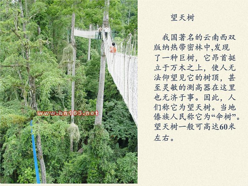 冀少版生物七年级上册 第三章 第一节  在实验室里观察植物(2)课件02