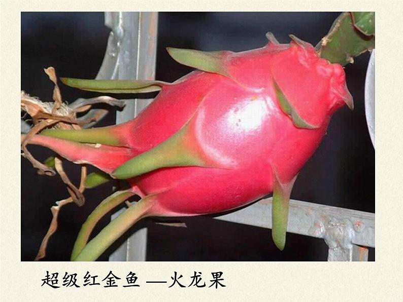 冀少版生物七年级上册 第三章 第一节  在实验室里观察植物(2)课件04