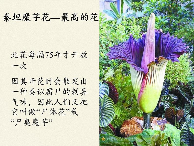 冀少版生物七年级上册 第三章 第一节  在实验室里观察植物(2)课件06