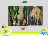 冀少版生物七年级上册 第三章 第六节 单子叶植物_课件