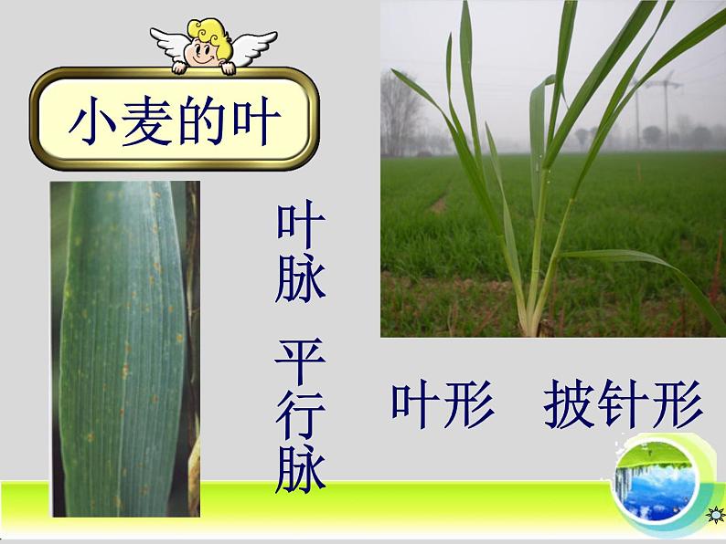 冀少版生物七年级上册 第三章 第六节 单子叶植物_课件05