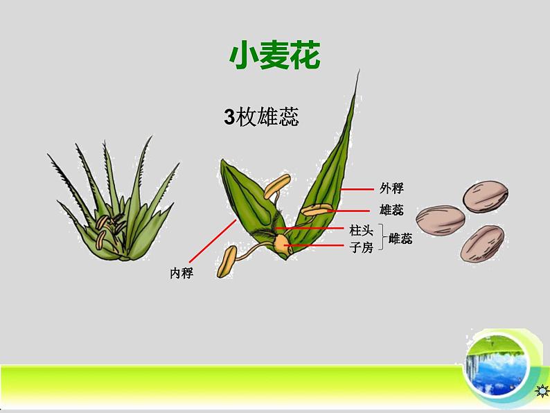 冀少版生物七年级上册 第三章 第六节 单子叶植物_课件07