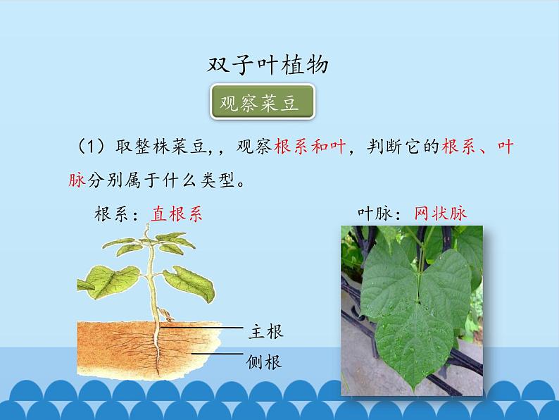 冀少版生物七年级上册 第三章 第六节 双子叶植物_课件07