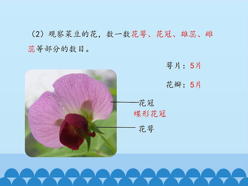 冀少版生物七年级上册 第三章 第六节 双子叶植物_课件08