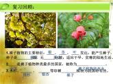 冀少版生物七年級上冊 第三章 第六節(jié) 被子植物  雙子葉植物(1)課件