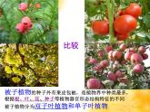 冀少版生物七年級上冊 第三章 第六節(jié) 被子植物  雙子葉植物(1)課件