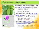 冀少版生物七年級上冊 第三章 第六節(jié) 被子植物  雙子葉植物(1)課件