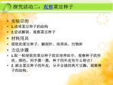 冀少版生物七年級上冊 第三章 第六節(jié) 被子植物  雙子葉植物(1)課件