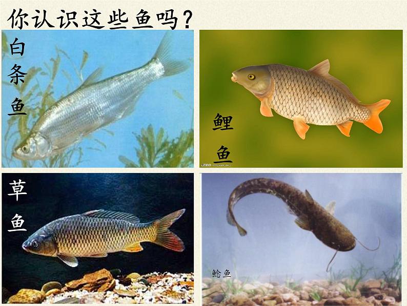 冀少版生物七年级上册 第四章 第六节  鱼类(1)课件03