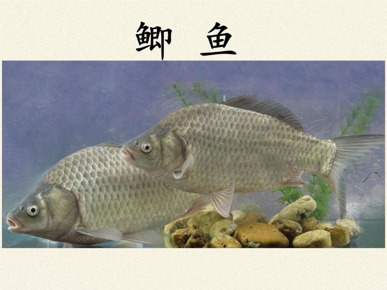 冀少版生物七年级上册 第四章 第六节  鱼类(1)课件04