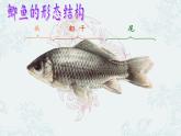 冀少版生物七年级上册 第四章 第六节  鱼类(1)课件
