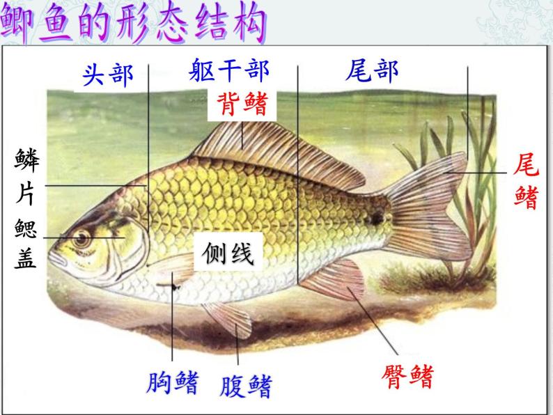 冀少版生物七年级上册 第四章 第六节  鱼类(1)课件06