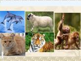 冀少版生物七年级上册 第四章 第九节 哺乳动物课件