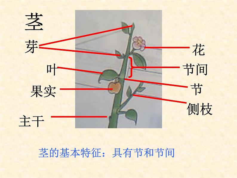 冀少版生物七年级上册 第三章 第一节 在实验室里观察植物_课件第5页