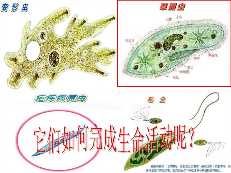 冀少版生物七年级上册 第二章 第四节 单细胞生物体_课件第4页