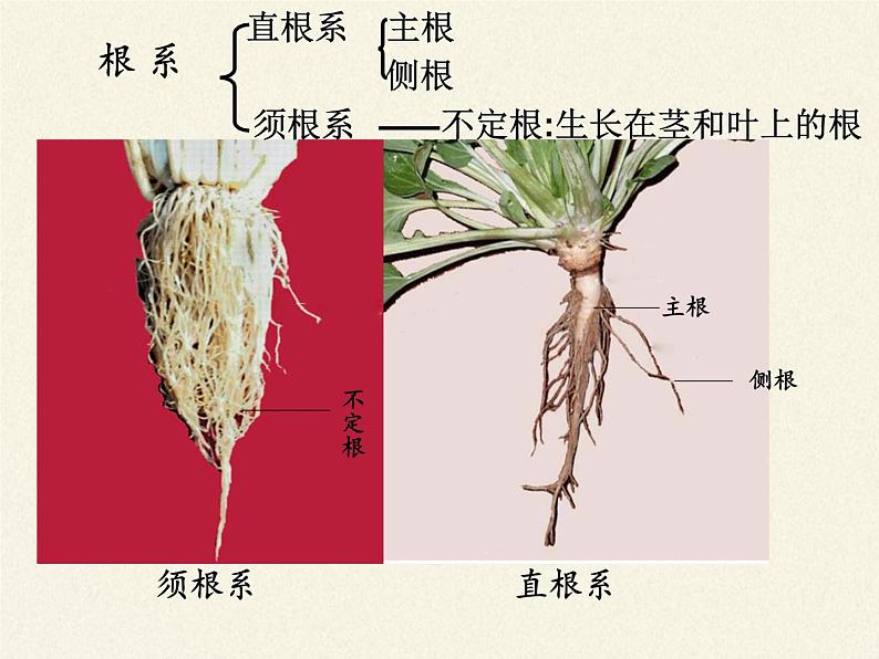 冀少版生物七年级上册 第三章 第一节  在实验室里观察植物课件第3页